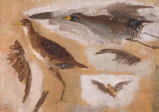 Thomas Eakins Studies of Game Birds, probably Viginia Rails oil painting picture